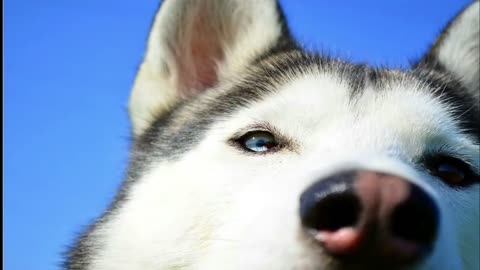 28 Facts About Siberian Huskies