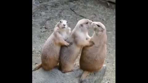 funny animals funny video