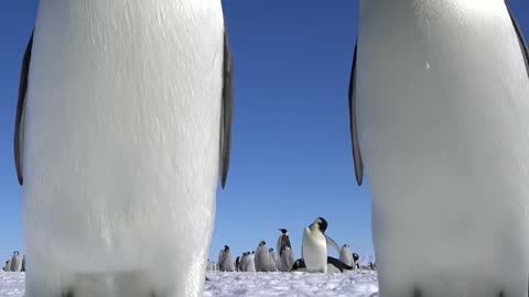 Curious Emperor Penguins find a camera