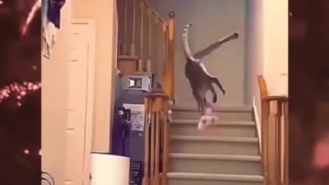 You will not believe the cat's jump #cats#cat#animal#speed #skills #cat #loyalstrange #explore