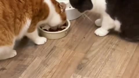 They are polite and know to share with each other