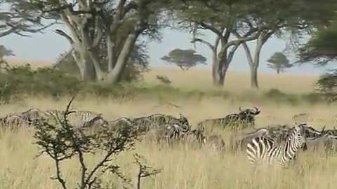 Great Migration of Wildebeest and Zebras