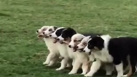 The Cute Dog Amazing Playing Together In the Ground!!