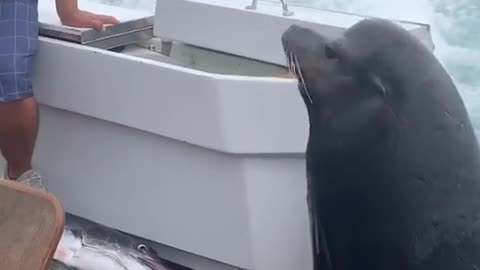 Not a seal. That's a Sea Lion