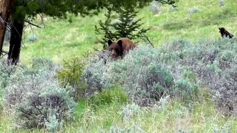 Calling Black Bears - Ruggy Holloway - 2015 Spring Bear Hunt