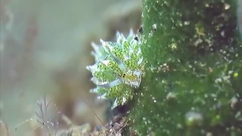 Leaf Sheep: Adorable Sea Slug Eats So Much Algae It Can Photosynthesize