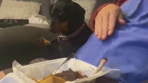 Dog Denies Owner BBQ Ribs