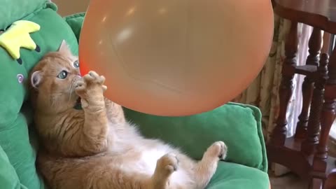Boom scared me#funny cats,video