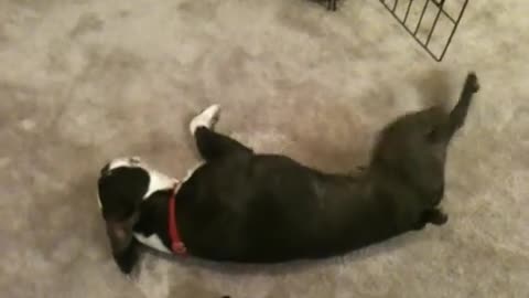 Violent dog seizure