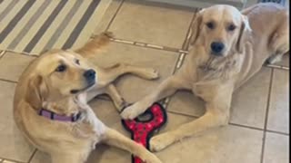 Golden retrievers have stand-off over toy.