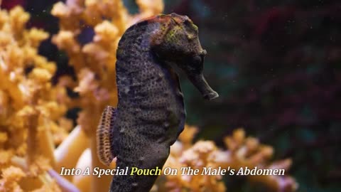 Secrets of the Sea Hidden World of Seahorses