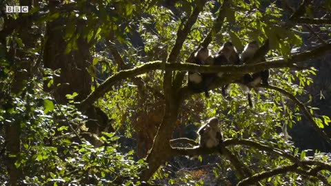 Close Call for Baby Snub-Nosed Monkey | 4K UHD | China: Nature's Ancient Kingdom | BBC Earth