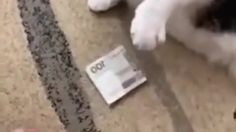 Get Your Hands Off My Money 😂 Funny Cat Reaction 2021 😂