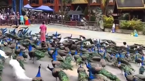 Peacocks Paradise