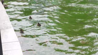 Sweet Tiny Ducklings Swim together with their Mother