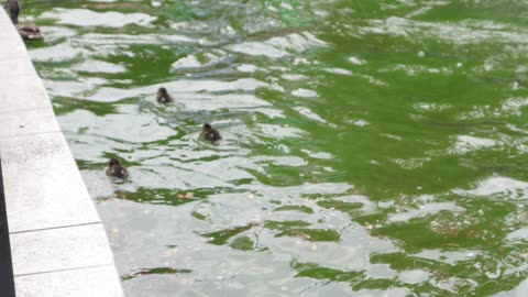 Sweet Tiny Ducklings Swim together with their Mother