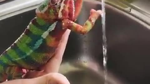 Chameleon bath