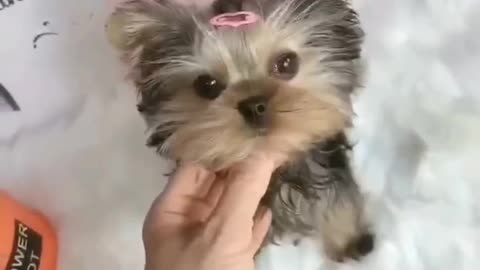 Puppy with pigtails