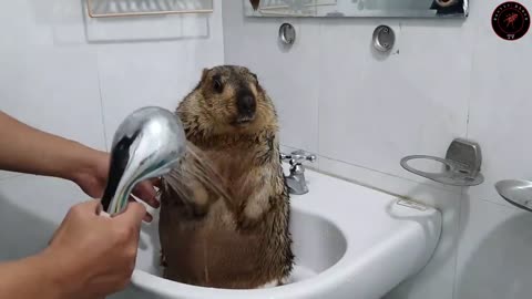 The first time marmot bathed with a brush