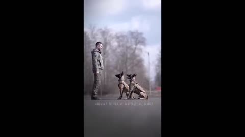 "Coolest K9s on TikTok! 🐾 Police Dog Compilation | Dogs of TikTok 😎"