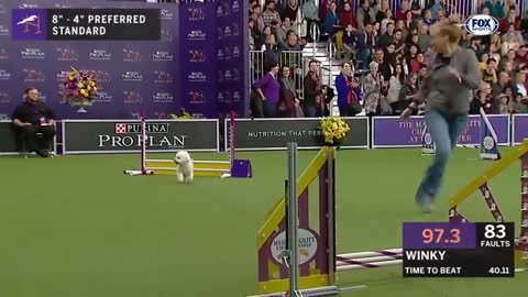 Watch 5 of the best WKC Dog Show moments to celebrate National Puppy Day FOX SPORTS