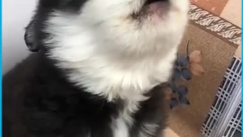 Cute Puppies Howling For the First Time