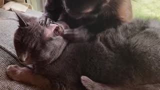 Kitty Gets Groomed by Monkey