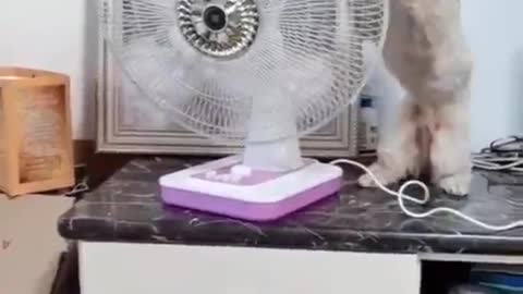 Look what this dog did because it was feeling hot