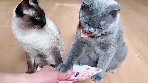 Funny Cat loves money