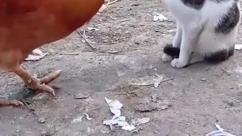 Cat vs hen