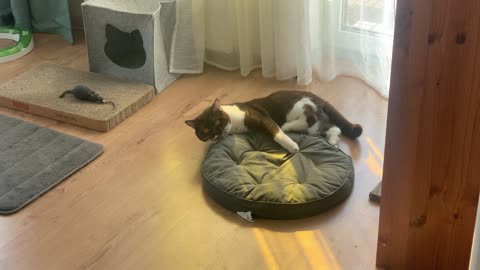 Cat Spinning a Cushion