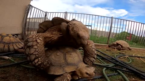 Baby Tortoises Hatching Out of the Ground-10