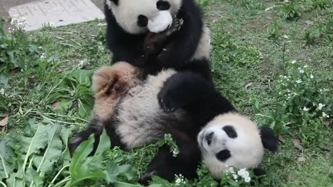 A panda that likes to bite its feet