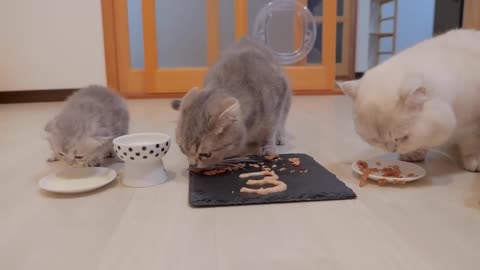 A precious kitten family celebrates mother cat Lulu's third birthday...