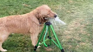 Golden Gets in the Way of Watering Lawn