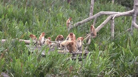 Proboscis Monkey Sanctuary