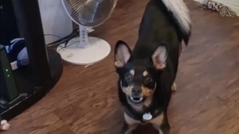 Singing More handsome than a squeaky toy
