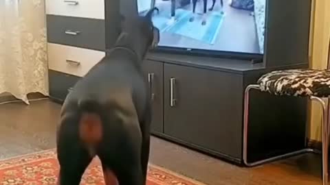 Dog Training Session