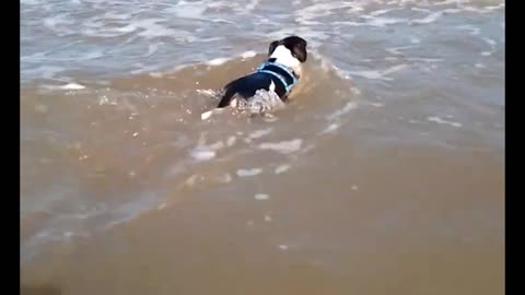 sea bath 🌊 🐶