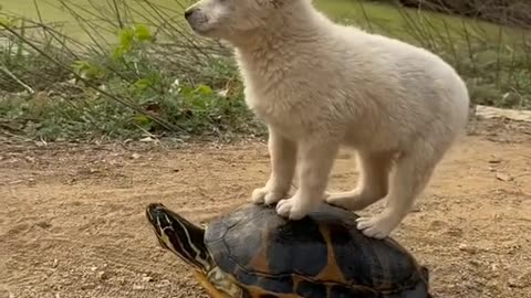 SMALL PUPPY RIDING ON TURTLE | FUNNY