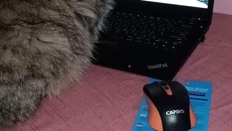 Smart and active cat - catches mice from the computer