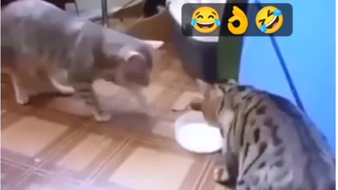 Funny cat video