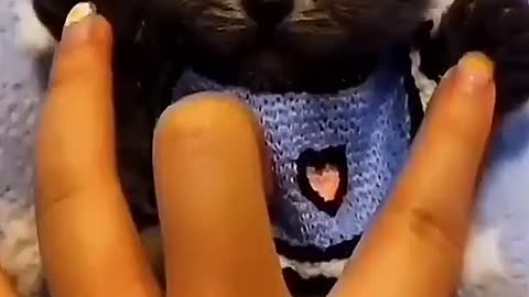 Adorable Kitten Love 😻💙🌈 _ Cute Cat Video