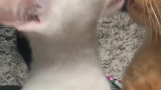 Cat siblings making out!