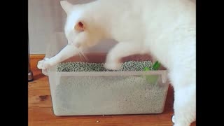 Cat scratches the litter box and the air