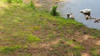 Goslings in the Water