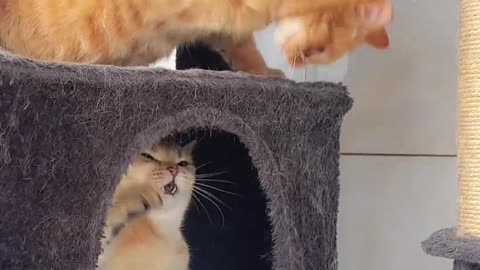 Funny cats