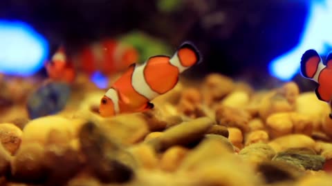Clownfish, also known as anemonefish.