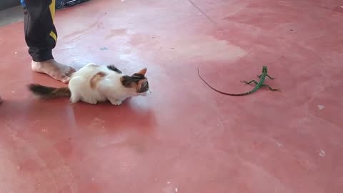 Watch how Lily tries to catch a chameleon...