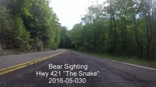 Bear sighting